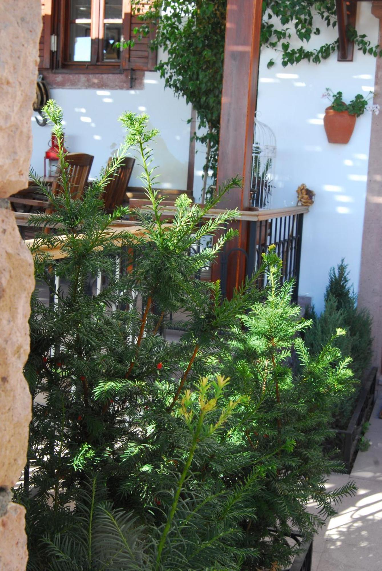 Aliye Hanim Hotel Ayvalı Eksteriør billede